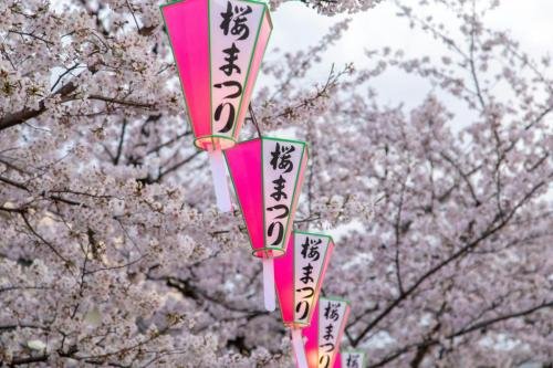 Japan Sakura trees