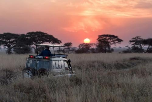 Safari Africa