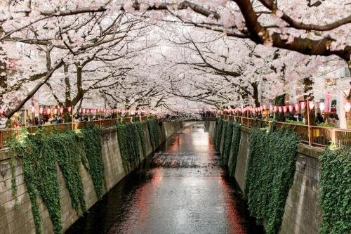Japan Sakura trees