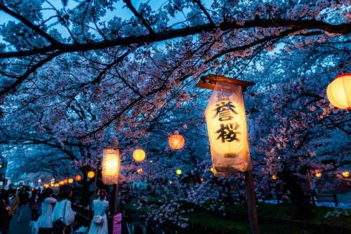 Japan cherry blossom